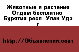 Животные и растения Отдам бесплатно. Бурятия респ.,Улан-Удэ г.